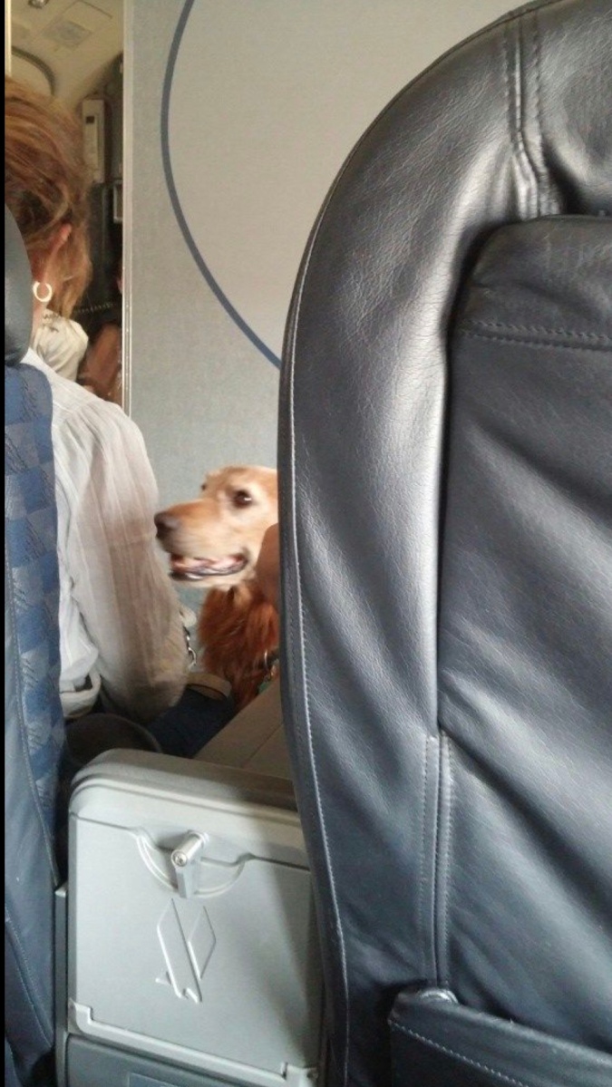 Emotional Support Animals Are Just Pets Under New Airline Rules